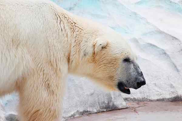 Polar bear at Arctic Ring of Life